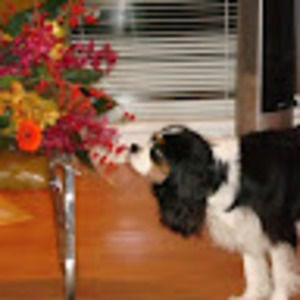 Meet your Posher, Daisy